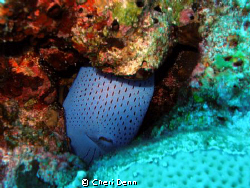 The fish really believes she is hidden! by Cheri Denn 